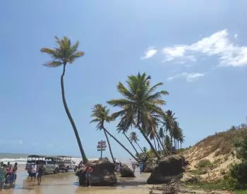 Coqueiros e pessoas na beira do mar